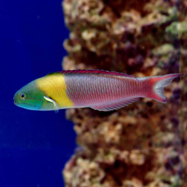 Paddlefin Wrasse